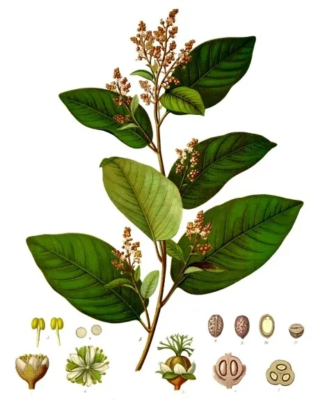 croton eluteria plant showing characteristic features