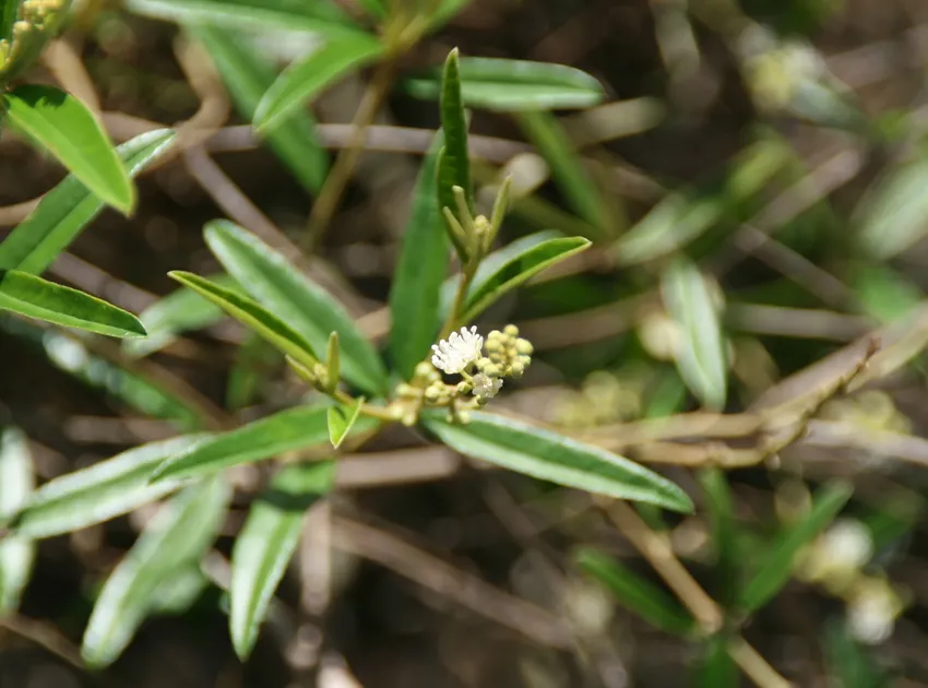 croton eluteria plant showing characteristic features