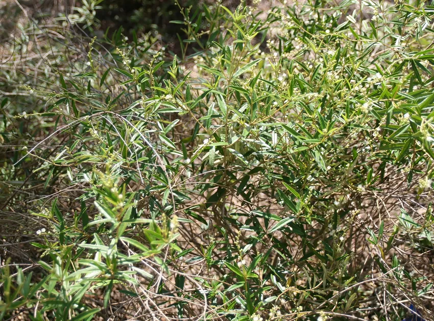 croton eluteria plant showing characteristic features