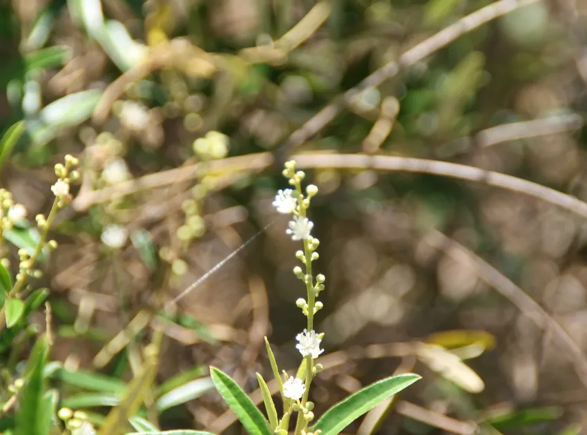 croton eluteria plant showing characteristic features