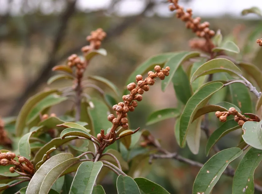 croton gratissimus plant showing characteristic features