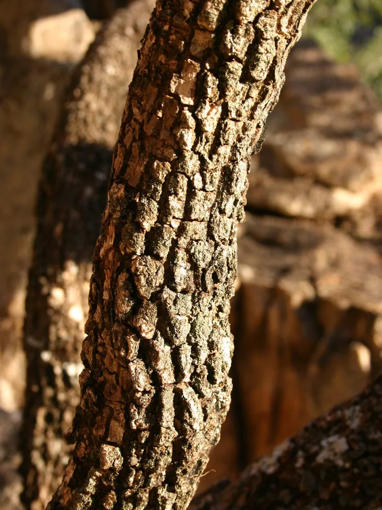 croton gratissimus plant showing characteristic features