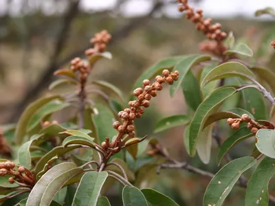 croton gratissimus thumbnail