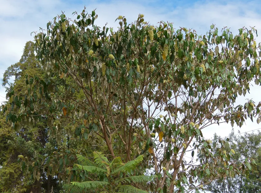 croton megalocarpus plant showing characteristic features