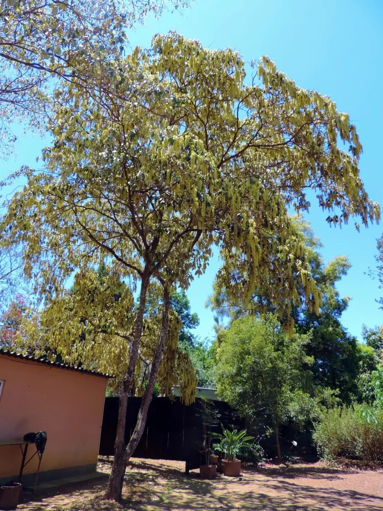 croton megalocarpus plant showing characteristic features