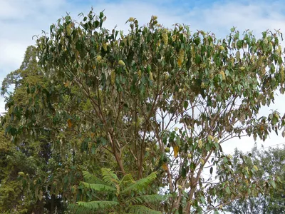 croton megalocarpus thumbnail