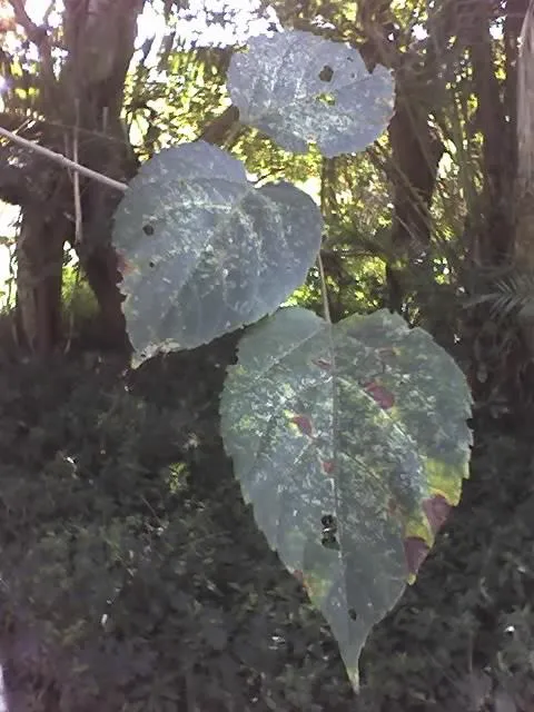 croton sylvaticus plant showing characteristic features