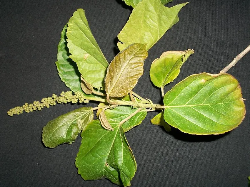 croton sylvaticus plant showing characteristic features