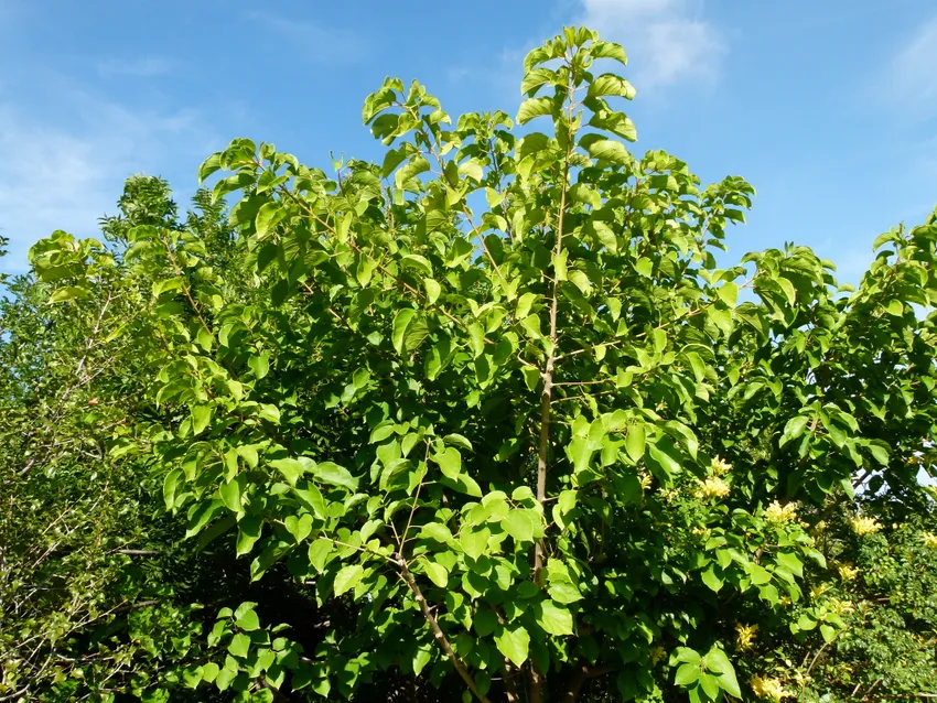 croton sylvaticus plant showing characteristic features