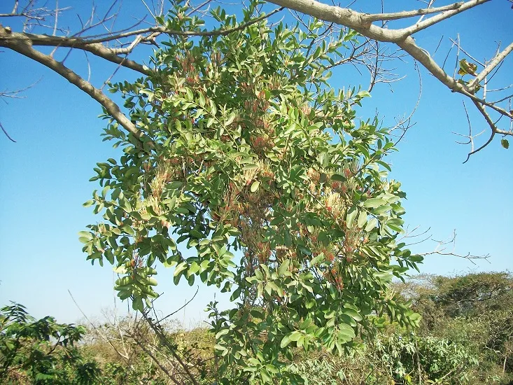 croton sylvaticus plant showing characteristic features