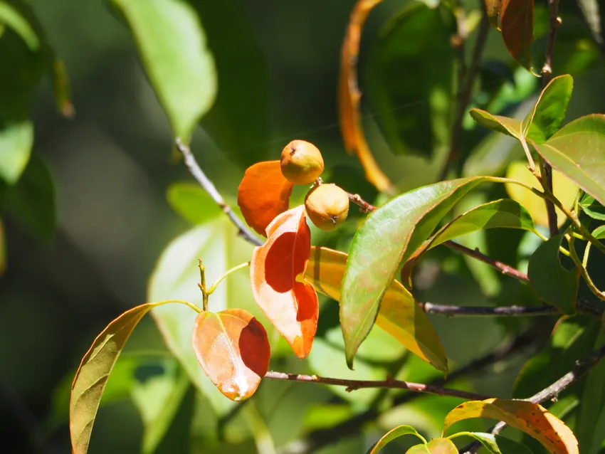 croton tiglium plant showing characteristic features