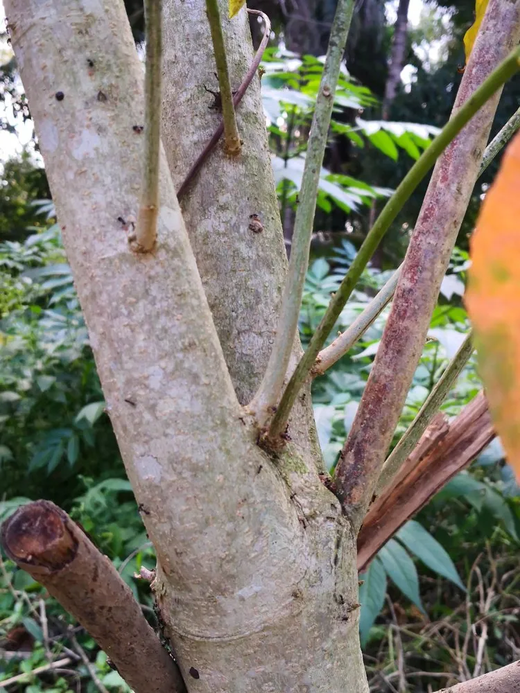 croton tiglium plant showing characteristic features