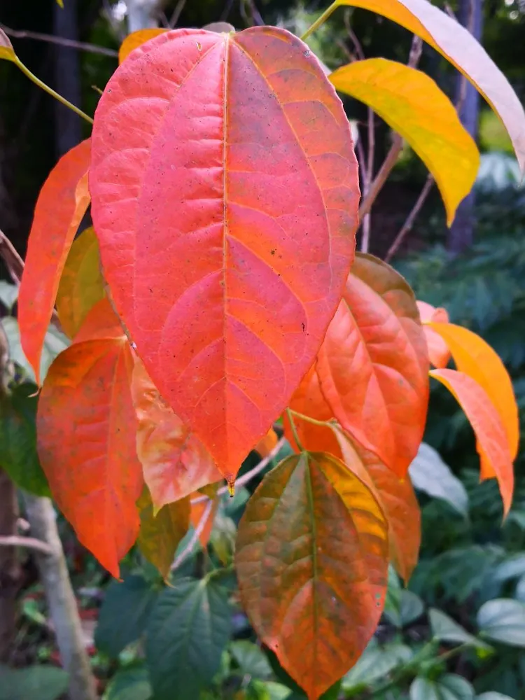 croton tiglium plant showing characteristic features