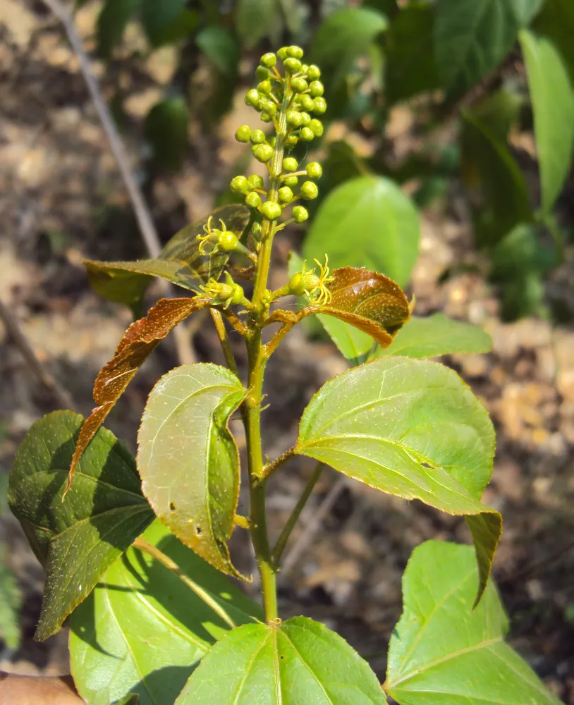 croton tiglium plant showing characteristic features