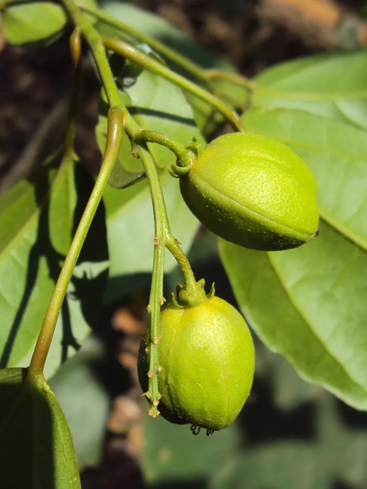 croton tiglium plant showing characteristic features