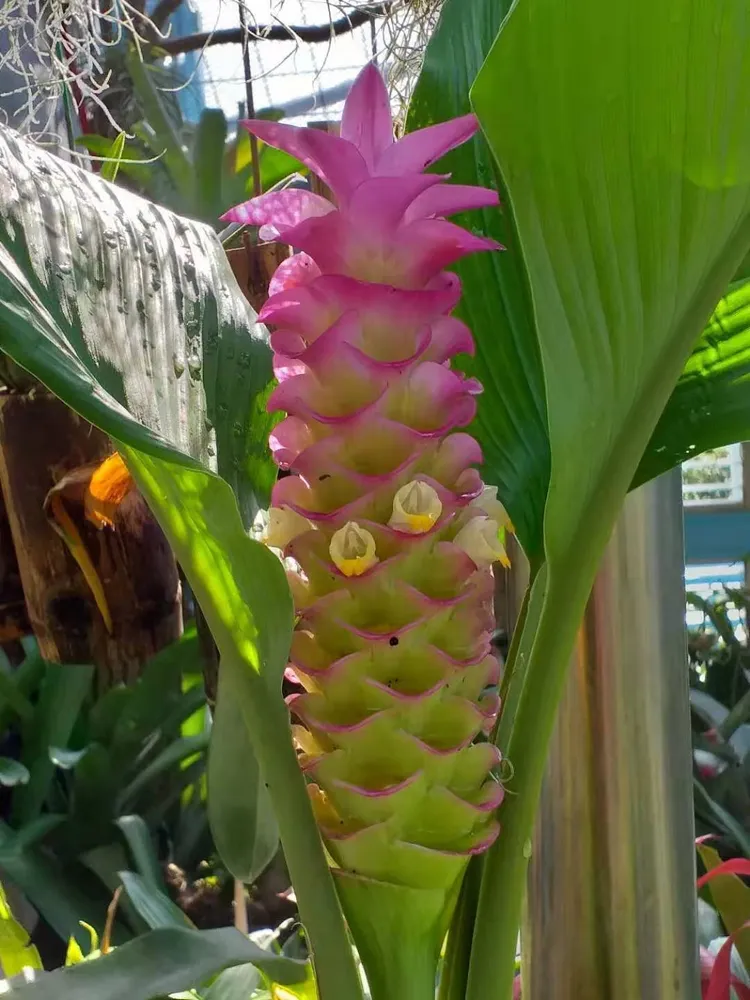 curcuma petiolata plant showing characteristic features