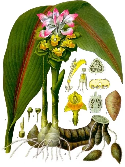 curcuma zedoaria plant showing characteristic features