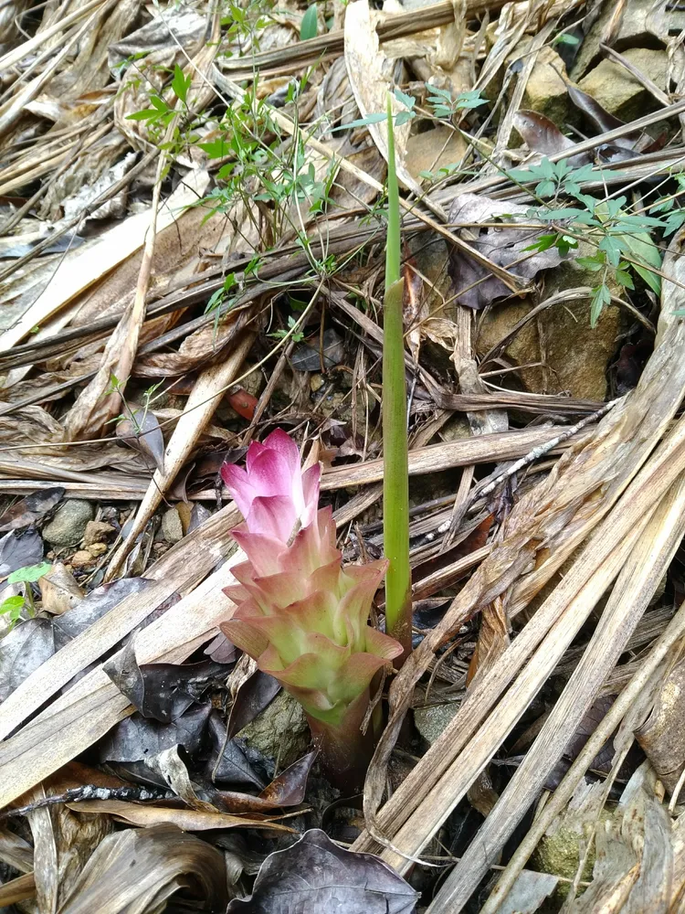 curcuma zedoaria plant showing characteristic features