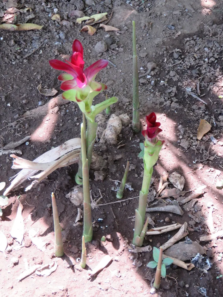 curcuma zedoaria plant showing characteristic features