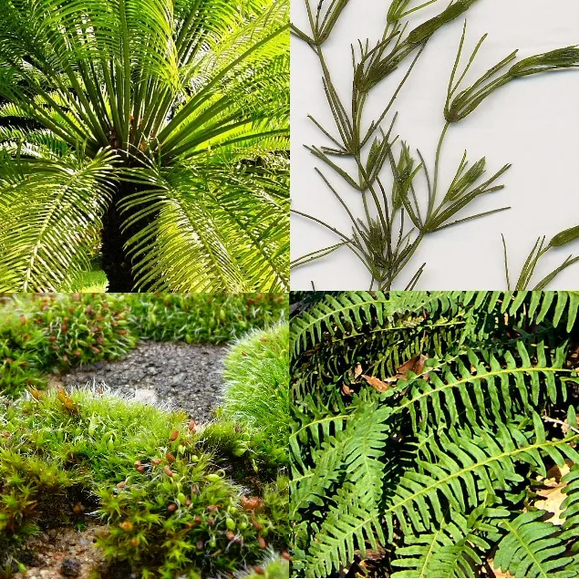 cycas circinalis plant showing characteristic features
