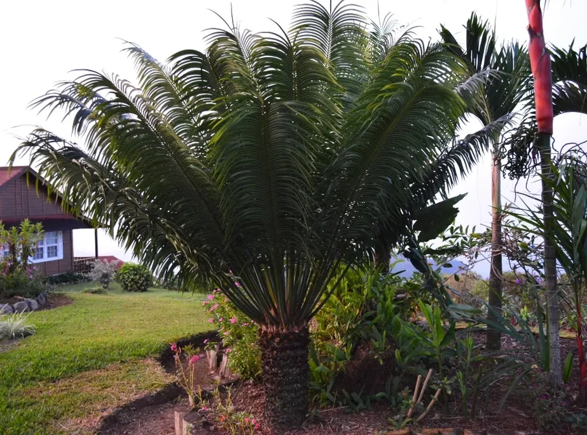 cycas circinalis plant showing characteristic features