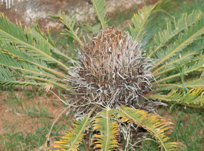 cycas circinalis plant showing characteristic features