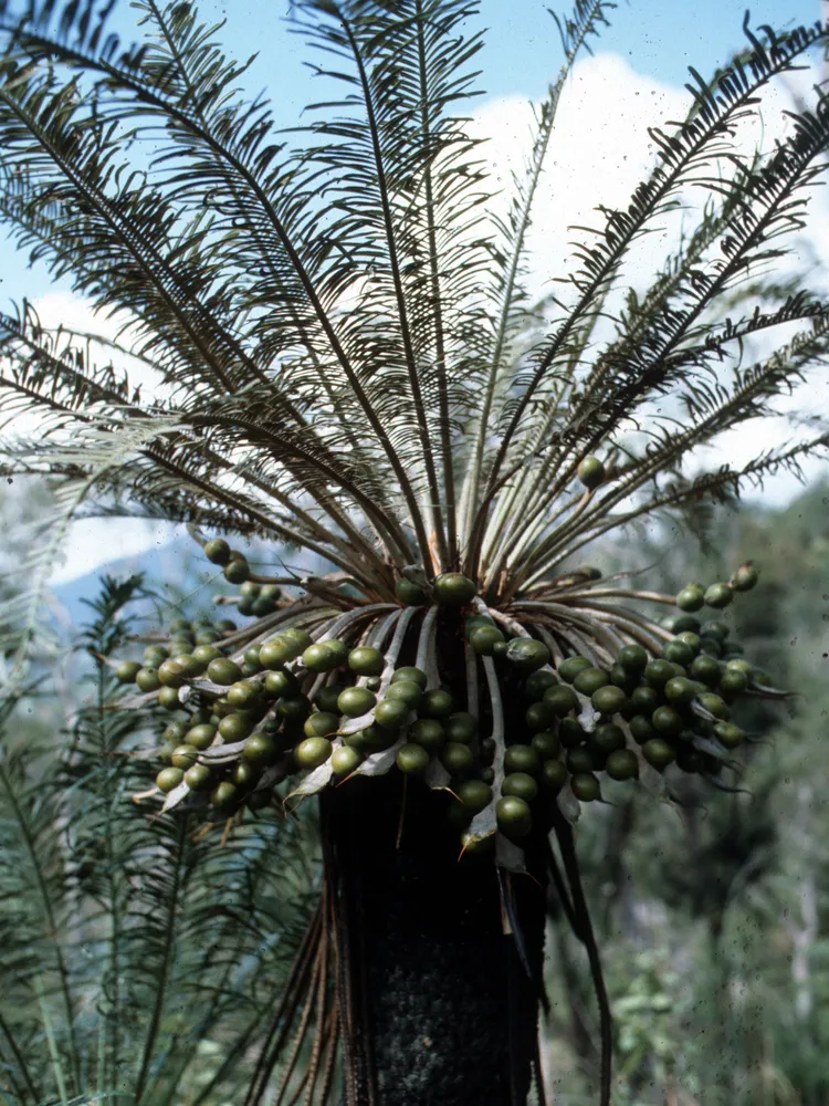 cycas media plant showing characteristic features