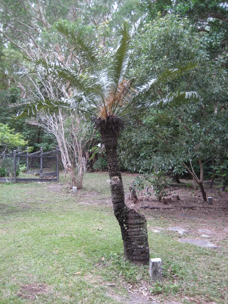 cycas media plant showing characteristic features