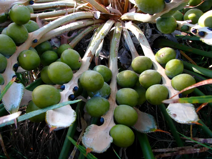 cycas media plant showing characteristic features