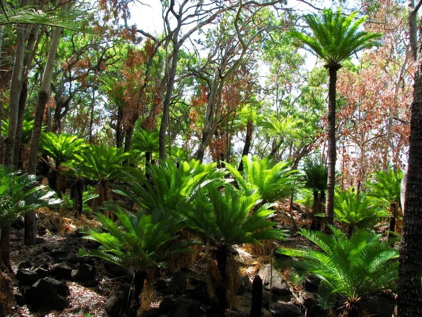 cycas media plant showing characteristic features