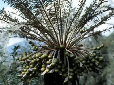 Image miniature cycas media