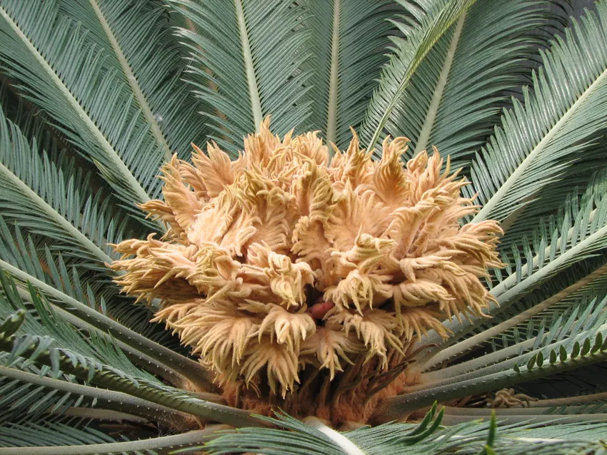 Plante cycas revoluta montrant ses caractéristiques typiques