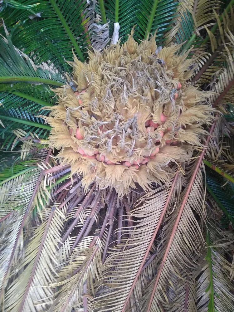 Plante cycas revoluta montrant ses caractéristiques typiques