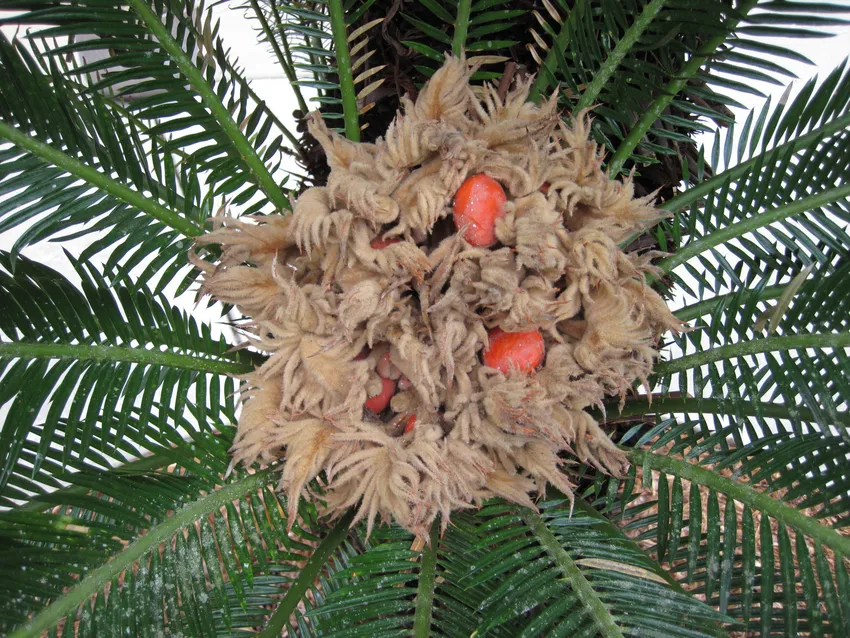 Plante cycas revoluta montrant ses caractéristiques typiques