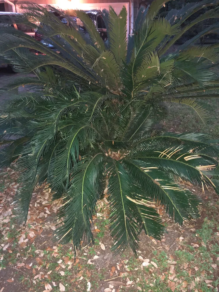 Plante cycas revoluta montrant ses caractéristiques typiques