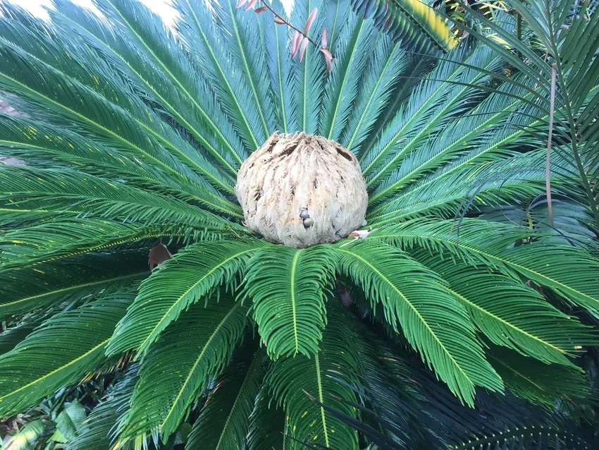 Plante cycas revoluta montrant ses caractéristiques typiques