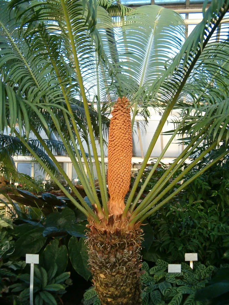 cycas rumphii plant showing characteristic features
