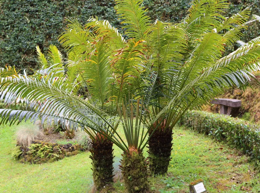 cycas rumphii plant showing characteristic features