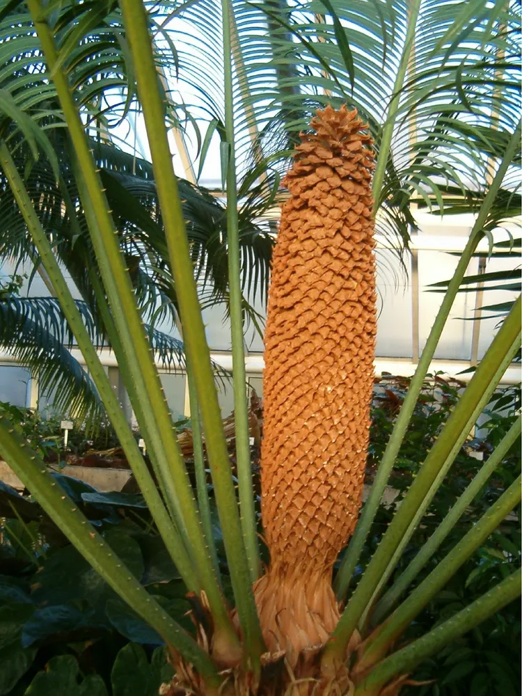 cycas rumphii plant showing characteristic features