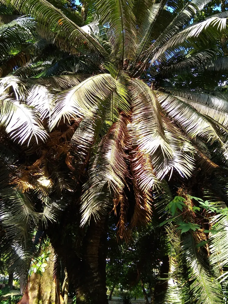 cycas rumphii plant showing characteristic features