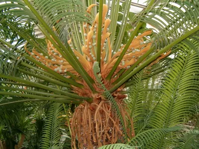 Image miniature cycas rumphii