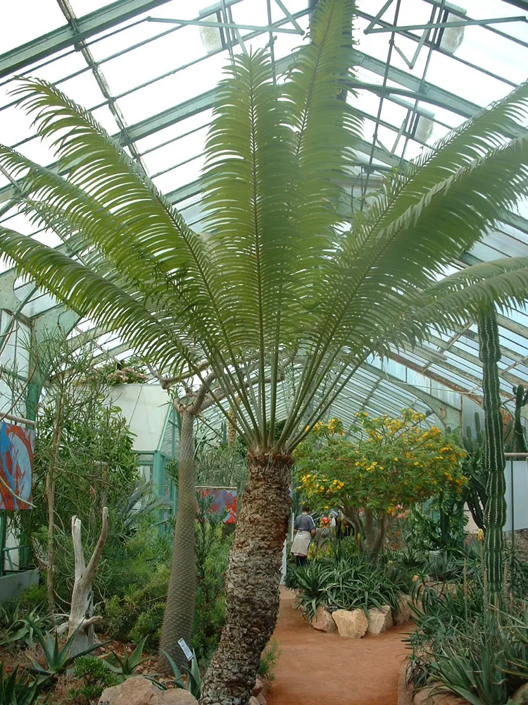 cycas thouarsii plant showing characteristic features