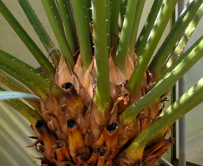 cycas thouarsii plant showing characteristic features