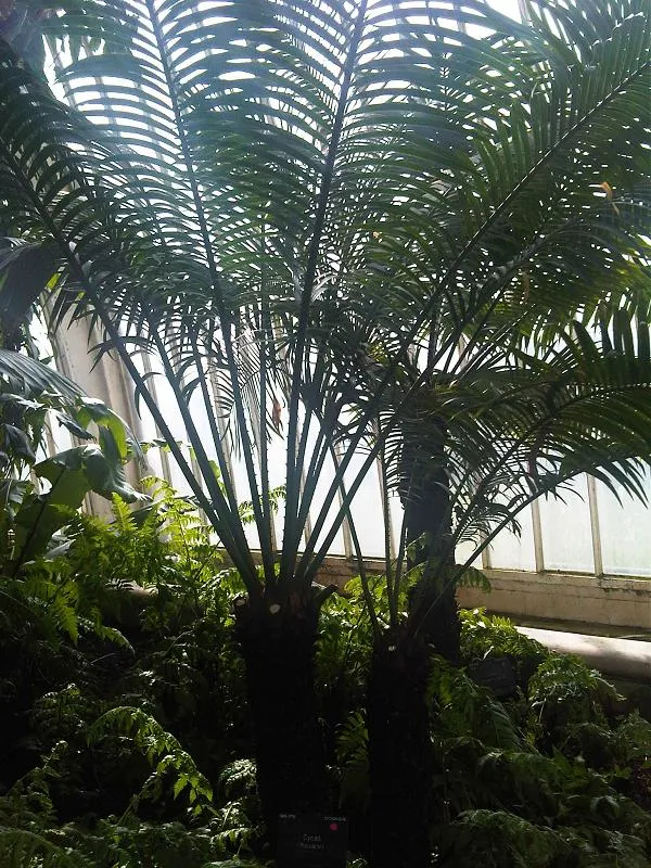 cycas thouarsii plant showing characteristic features