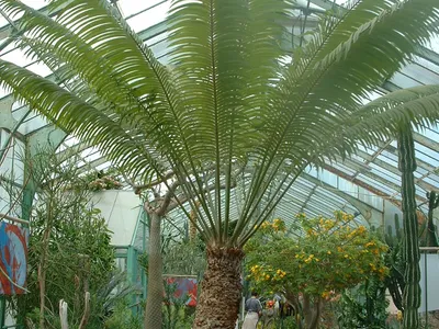 Image miniature cycas thouarsii