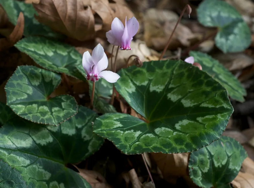 cyclamen africanum plant showing characteristic features