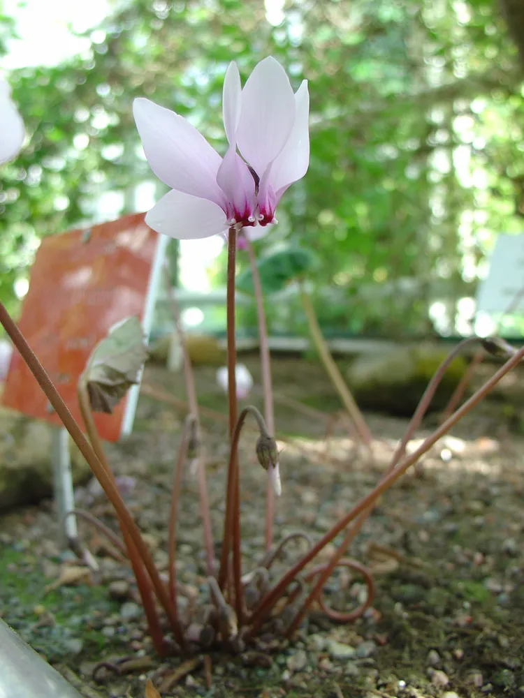 cyclamen africanum plant showing characteristic features