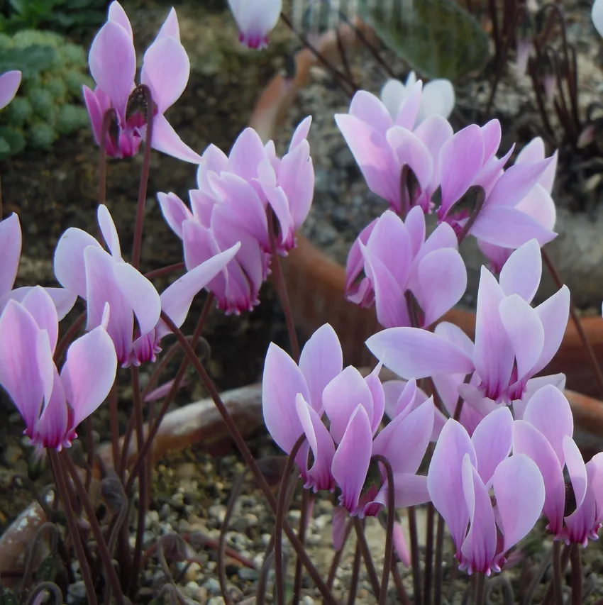 cyclamen africanum plant showing characteristic features