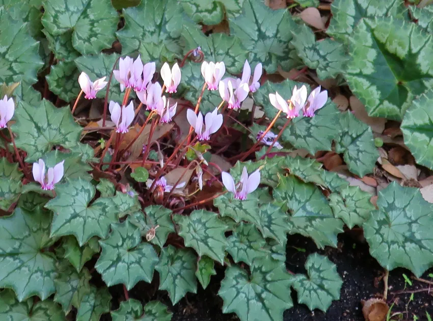 cyclamen africanum plant showing characteristic features