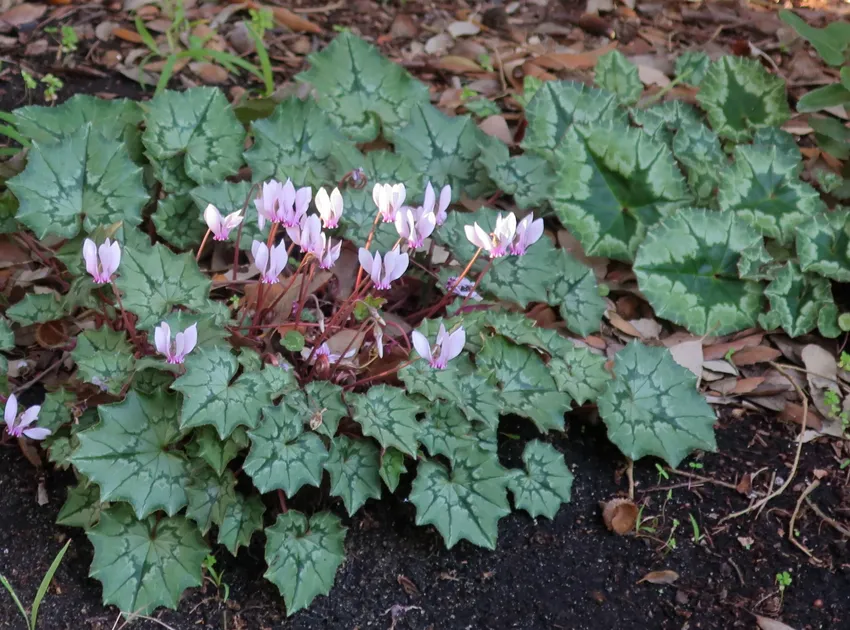 cyclamen africanum plant showing characteristic features